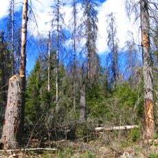 Rezerwat przyrody Wysokie Bagno