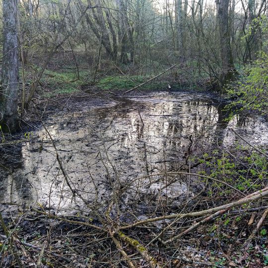 Feuchtgebiet in der Talaue des Allmersbaches
