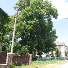 Косівський ясен