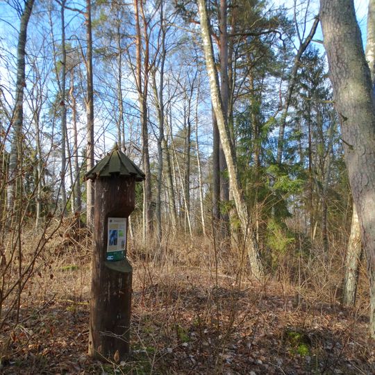 Ventos-Dubysos perkaso pušys