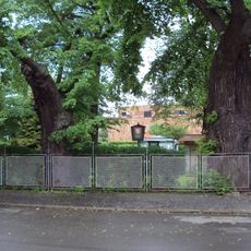 Lípy u českolipského kostela