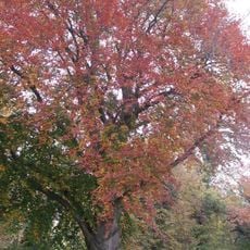 Blutbuchen am Ostrower Damm