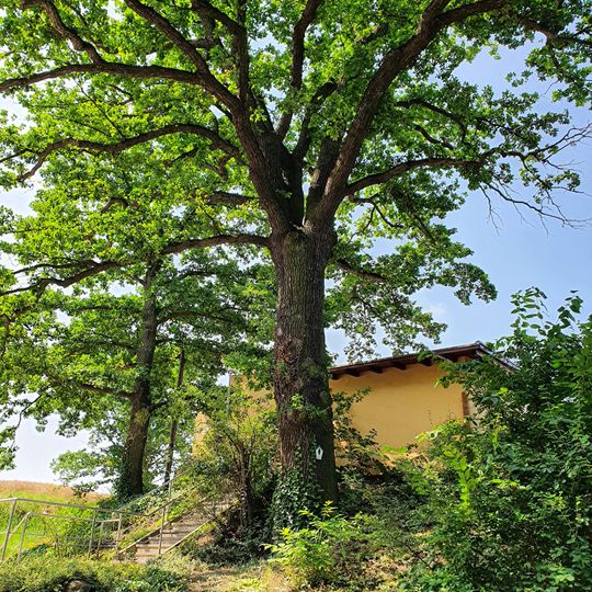Quercus robur at the southern exit of the village Golben