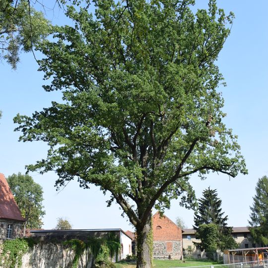 Naturdenkmal Stiel-Eiche ca. 6 m südlich hinter der Kirchenmauer in Löhme