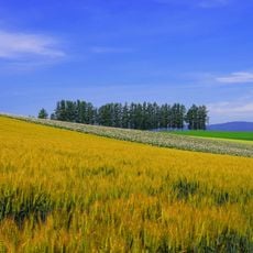 Patchwork Road