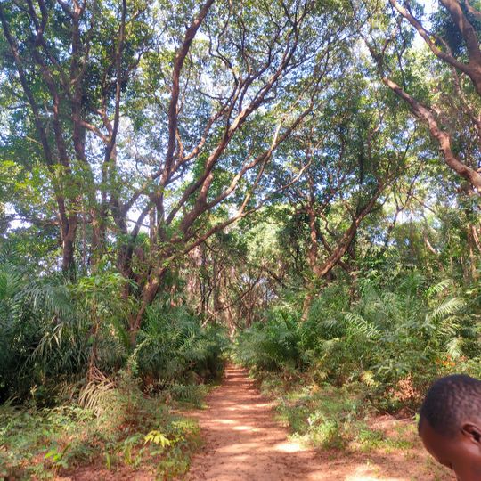 Forêt Classé de Kou