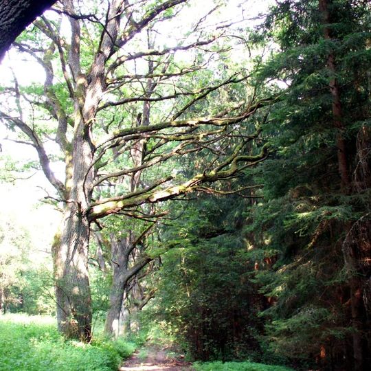 Dubová alej pod Broumovem