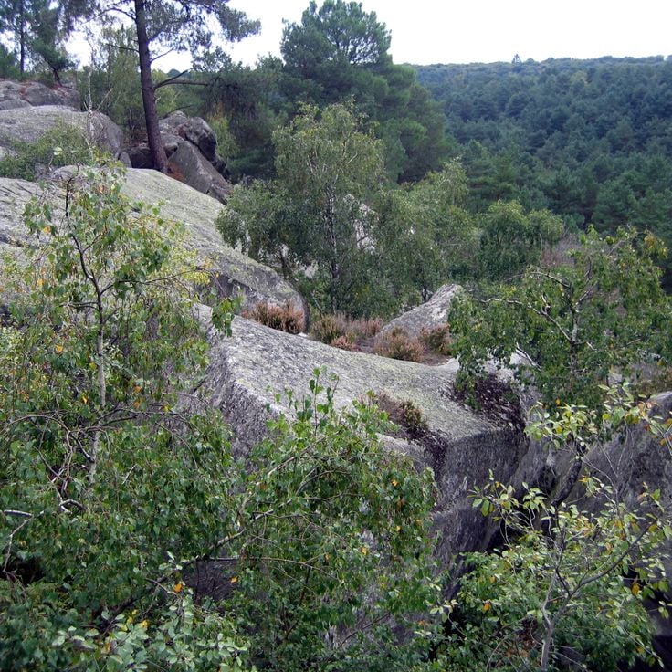 Forest of Fontainebleau