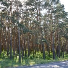 Pine trees near Lisoparkova blvd.