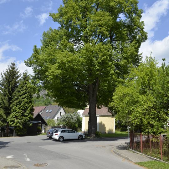 Lípa srdčitá u kapličky na Malé Skále