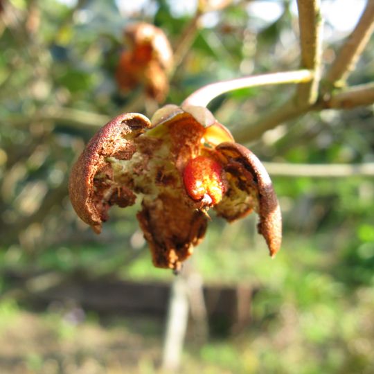 Jardín botánico del bosque de Hunan