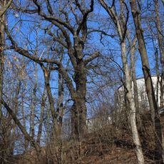 Rousovický dub Na Hadíku