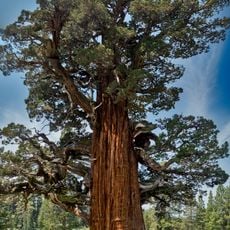 Bennett Juniper