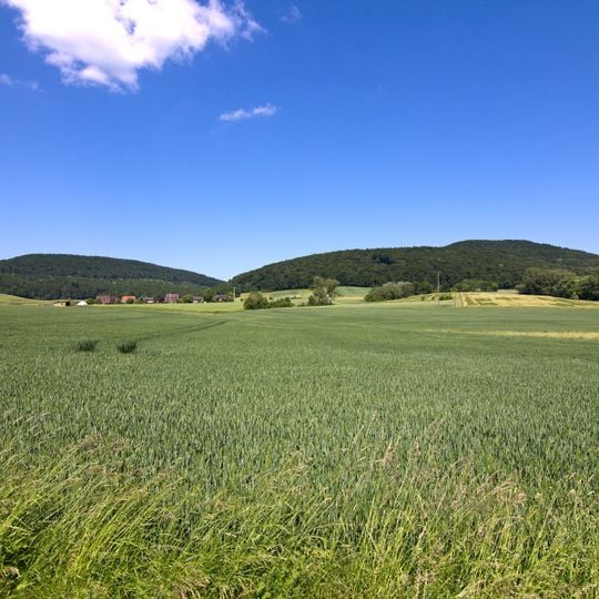 Süntel
