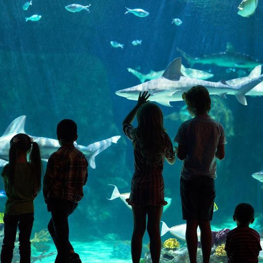 Acuario The Living Planet