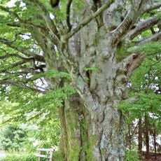 Weidbuche in Todtmoos