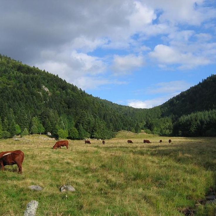 Livradois-Forez Regional Nature Park
