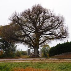 1 Linde am südl.Ortsausgang