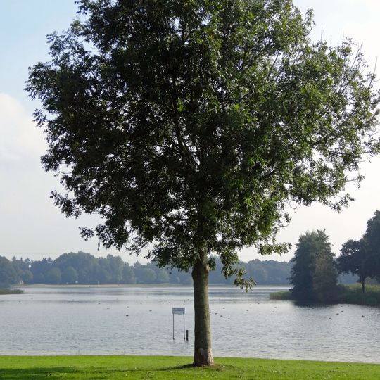 Wijthmenerplas