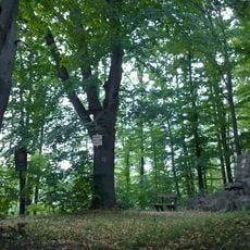 Husova lípa (Nové Město nad Metují)