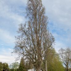 Quercus robur fastigiata in Eppendorf