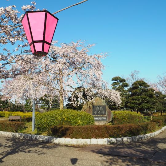 因幡千本桜