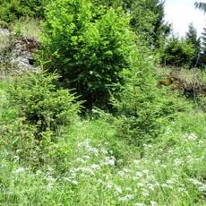 Burgruine Niedertrixen