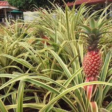 The Dole Plantation