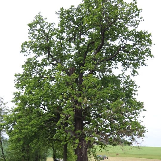 Stiel-Eiche bei Hohenkirchen
