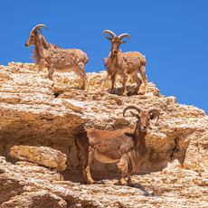 Israel Antelope Ranch
