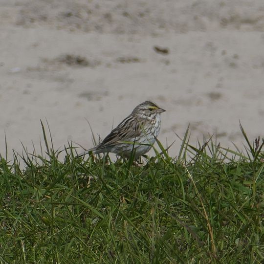 Sable Island Migratory Bird Sanctuary