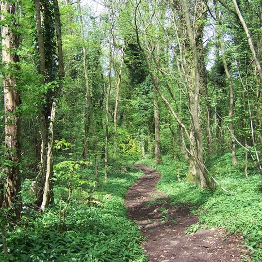 Shorn Cliff and Caswell Woods