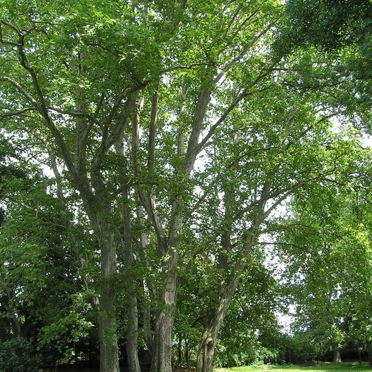 Kaštieľ a park, park