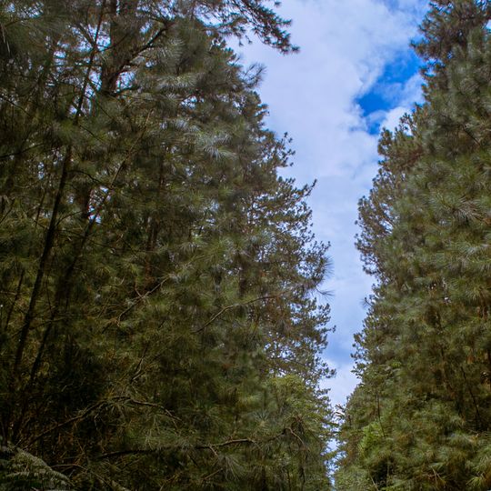 Forêt nationale de Capão Bonito