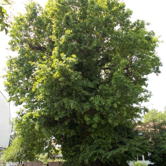 Stiel-Eiche Waldstraße 83