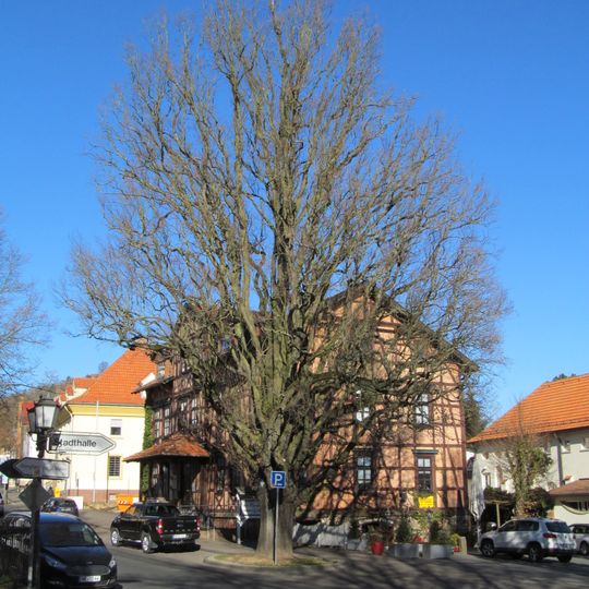 Pyramideneiche in Homberg