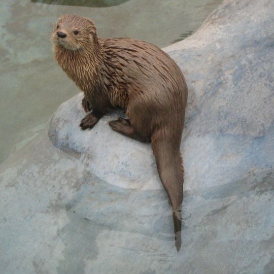 Área marina y costera protegida Lafken Mapu Lahual