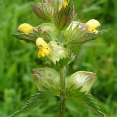 Chaceley Meadow SSSI