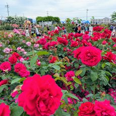 Ono-town Rose Garden