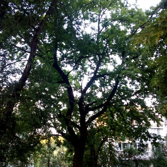 Quercus dalechampii on Costiujeni street, Codru