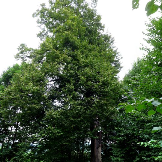 Lípa na Bobrovníku