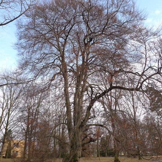 Buk lesní v Třebovicích