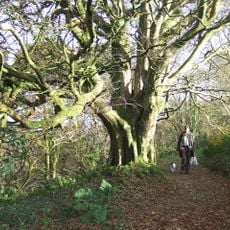 Allt Pontfaen - Coed Gelli-fawr