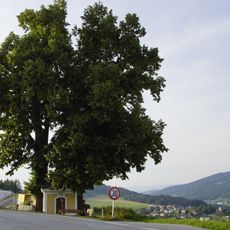 Zwei Kapellenlinden von Peilstein