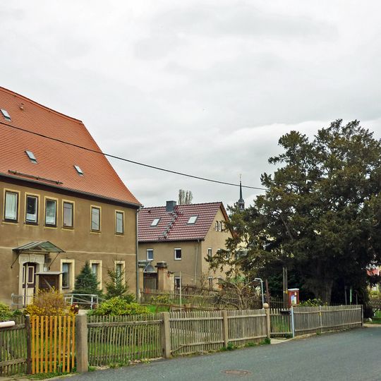 Eibe im Pfarrgarten Somsdorf