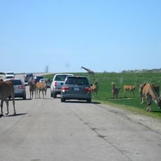 African Lion Safari