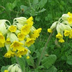 Wingmoor Farm Meadow