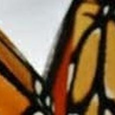 Mariposa Monarca
