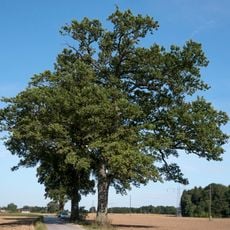 Eichengruppe in Hagenau