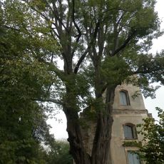 Lípy u kostela v Blatně